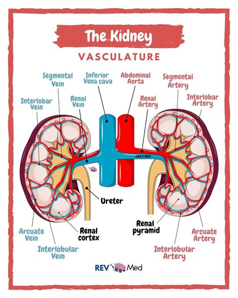Anatomy Of The Renal Blood Enters The Kidney Via The Download Scientific Diagram ...