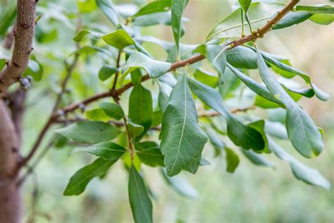 How to Grow and Care for Bayberry Shrubs