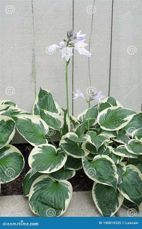 Plantain Lily Or Hosta Foliage Plant With Multiple Tall Upright Scapes Full Of Small Flower Buds ...