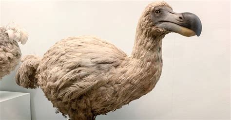 Dodo Pictures - AZ Animals