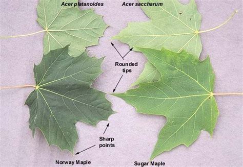 Image result for norway maple vs sugar maple leaf | Silver maple tree, Maple tree tattoos, Tree ...