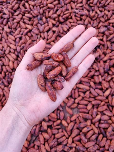 The Basics of Organic Cacao Farming - The Chocolate Journalist