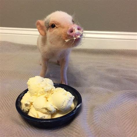 Pig eating ice cream | Baby pigs, Cute baby pigs, Teacup pigs