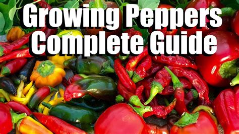 How to Grow Peppers from Seed to Harvest // Complete Guide with Digital Table of Contents - YouTube