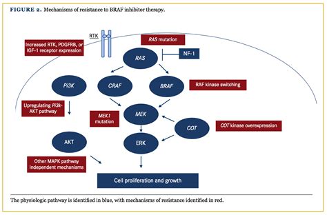 The Biology and Therapeutic Approach To BRAF Mutant Cutaneous Melanoma | CME