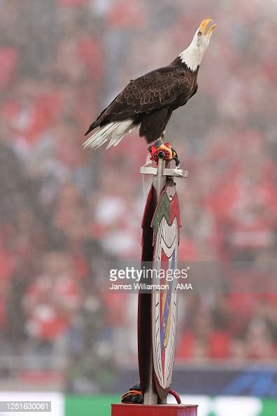 Aguia Vitoria the eagle mascot of SL Benfica during the UEFA... News ...