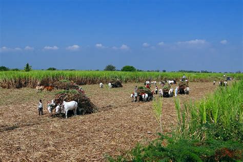 Sugarcane Harvest Bullock Cart Men · Free photo on Pixabay