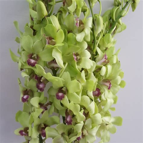 Orchids - T & G Flower Growers