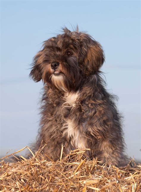 Shih-Poo Dog Breed » Everything About Shih-Poos