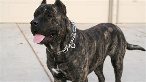 Perro de Presa Canario - Temperament, Lifespan, Shedding, Puppy