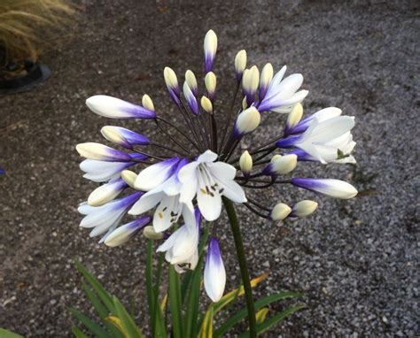 Agapanthus 'Twister' Nursery Plant