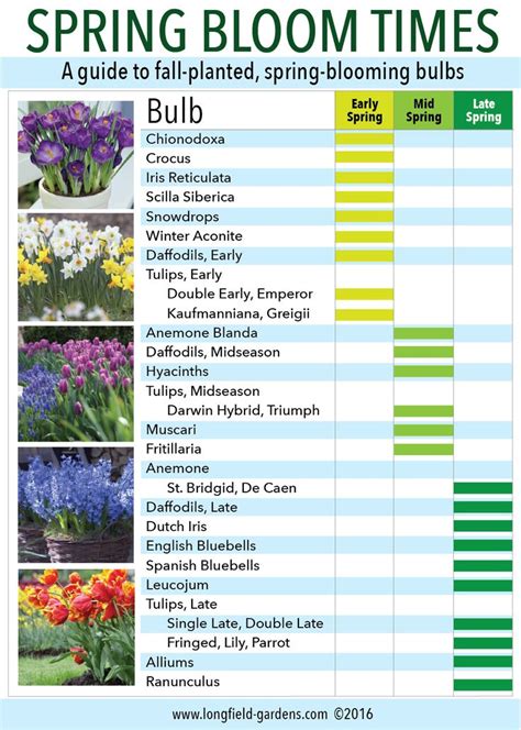 Spring Bloom Times - A guide to fall-planted, spring-blooming bulbs ...