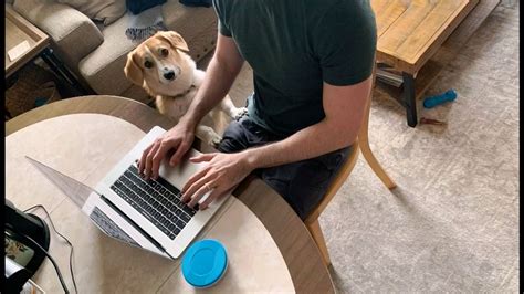 Pets Make Working From Home a Comical Challenge