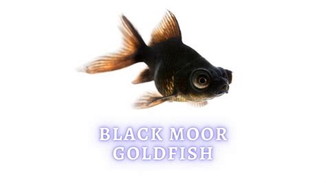 Everything You Need to Know about Black Moor Goldfish