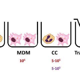 Cell culture types and conditions. 214 | Download Scientific Diagram