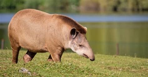 10 Incredible Tapir Facts - A-Z Animals