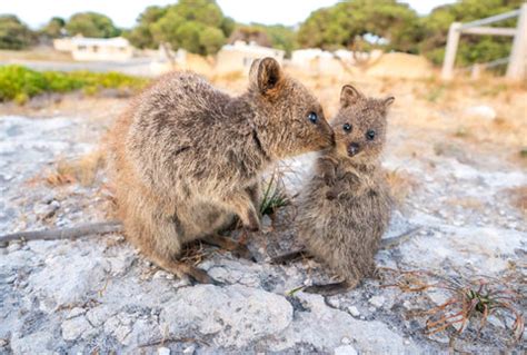 Quokka Babies - The Cutest Happiest Baby Animals in the World 🐻 – Quokka Hub