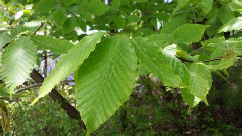 American Beech - Fagus Grandifolia | Deciduous Trees | Cold Stream Farm