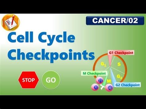 Cell Cycle Checkpoints (FL-Cancer/02) - YouTube