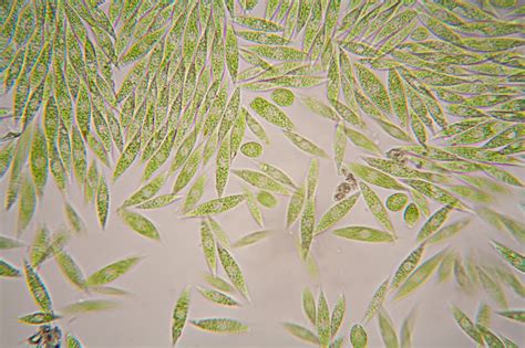 19 Fascinating Facts About Euglena: Exploring the Wonders of Nature - Facts.net