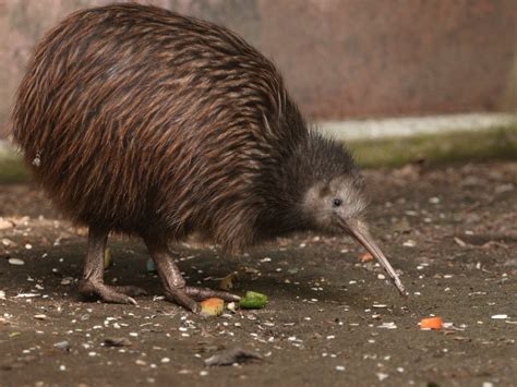 New Zealand's Kiwi Bird is in Danger of Disappearing | Reader's Digest