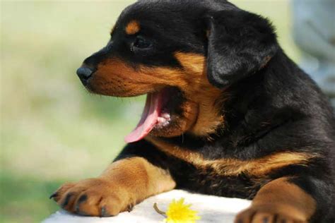 Dog Coughing: Causes and Treatment Options