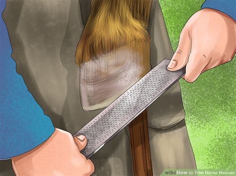 How to Trim Horse Hooves: 13 Steps (with Pictures) - wikiHow