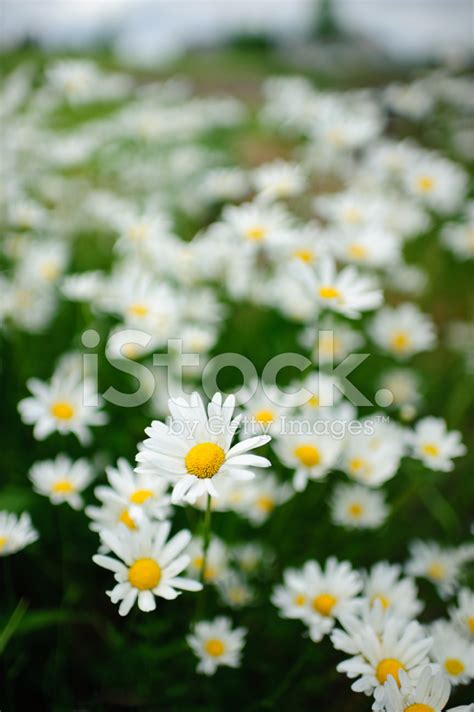 Field Of Daisies Stock Photo | Royalty-Free | FreeImages