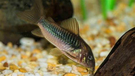 How to Breed Corydoras Catfish: Breeding Tank & Rasing Hatched Fry