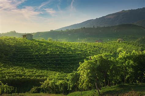 Vineyards of Prosecco at sunset. Valdobbiadene Photograph by Stefano Orazzini - Fine Art America