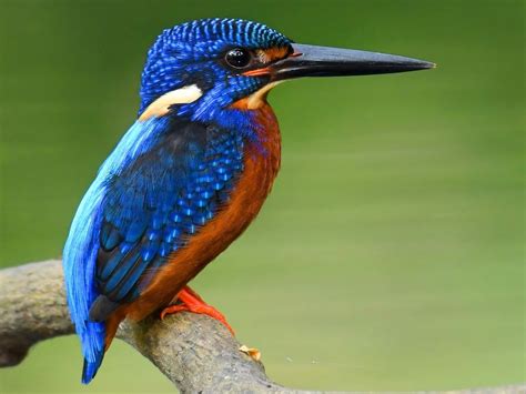 Blue-eared Kingfisher - eBird