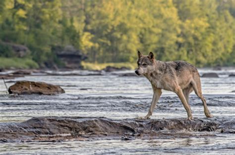 Nace la esperanza para preservar la especie de lobo gris en México. – Bien Común