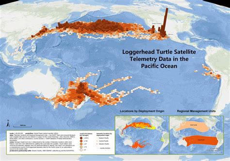 Loggerhead Turtle — The State of the World's Sea Turtles | SWOT