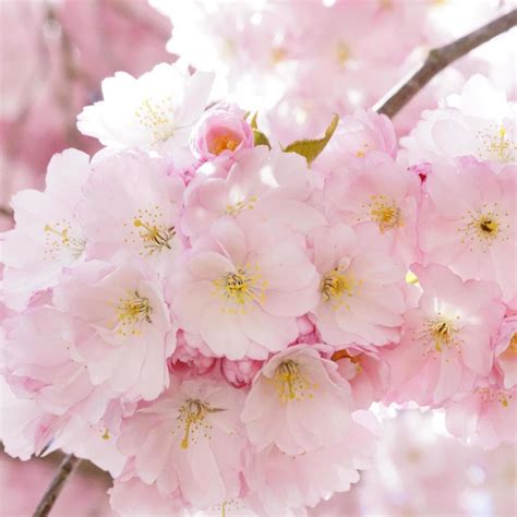 Japanese cherry blossom photo 21484647 Stock Photo at Vecteezy