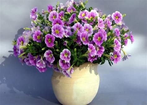 Petunias are beautiful flowering plants and popular annual flowers in American and European ...