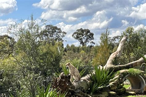 Animals at Sydney Zoo. : r/sydney