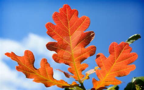 Red oak leaf by Aram-A on DeviantArt