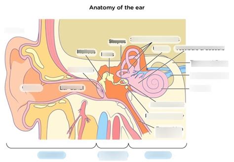 Vestibular System Diagram | Quizlet