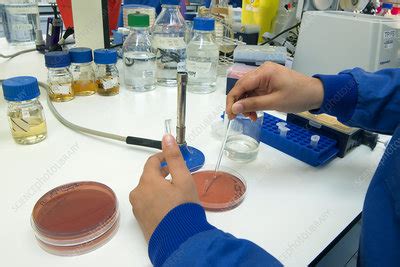 Bacterial culture preparation - Stock Image - C028/7992 - Science Photo ...