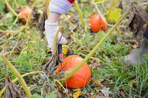 Harvesting squash by Harald Walker - Harvest, Winter squash - Stocksy ...