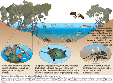 Mangrove Swamp Food Web