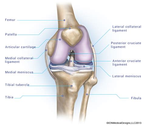 Articular Cartilage - Joint Preservation Center