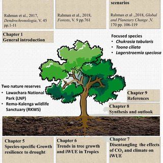 1. Conceptual diagram showing individual level tree-growth and... | Download Scientific Diagram