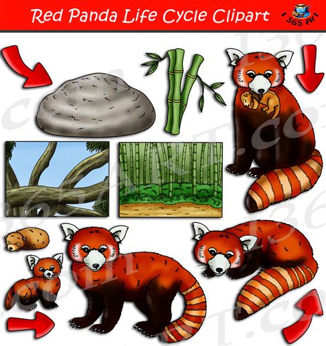 Red Panda Life Cycle Clipart Set Download - Clipart 4 School