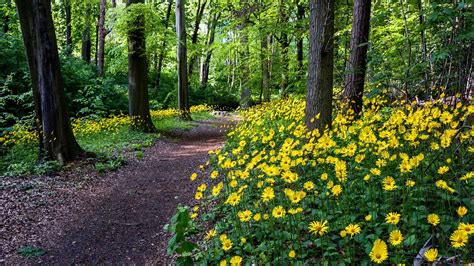 Forest Flowers HD desktop wallpaper : Widescreen : High Definition ...