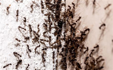 Ant Prevention Tips for Dallas Homeowners - Vinx