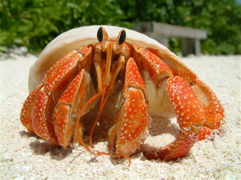 Strawberry Land Hermit Crab (Coenobita perlatus), Maldives… | Flickr