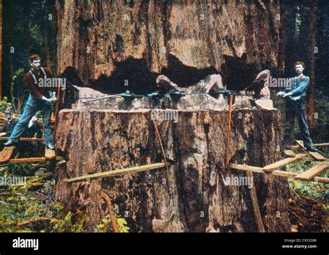 Cutting Down a Giant Redwood Tree,California, USA, Hand-Colored Photograph, Circa 1910 Stock ...