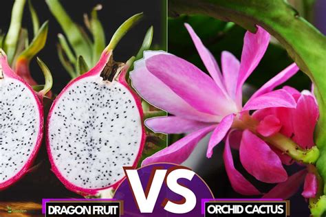 Orchid Cactus Vs. Dragon Fruit: What Are The Differences?