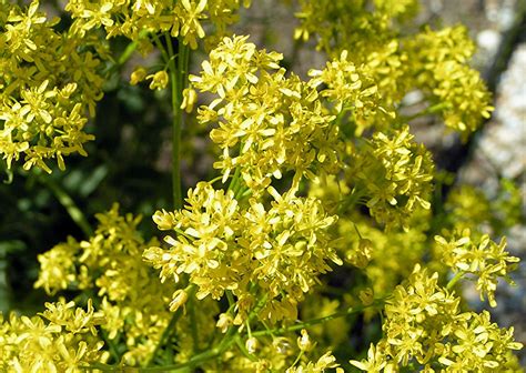 Woad | Dye Plant, Blue Flower & Biennial | Britannica